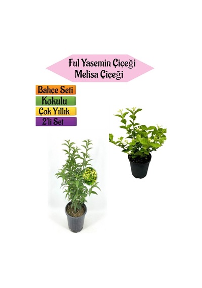 Mis Kokulu Melisa Fidanı+kokulu Ful Yasemin Çiçeği 40-80cm 2 Adet Kokulu Bahçe Seti