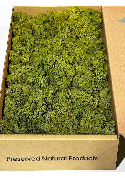 Reindermoss Şoklanmış Norveç Yosunu Terarium Yosunu Midium Green 5 Kg.