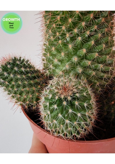 Mammillaria Densispina Kaktüs 1 Adet