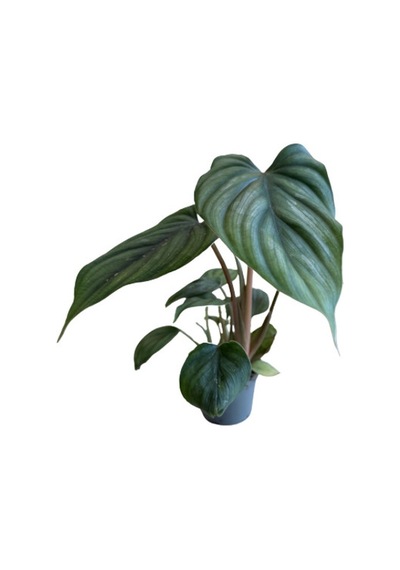 Philodendron 'mamei' Ø5,5 Cm Y10-15 Cm