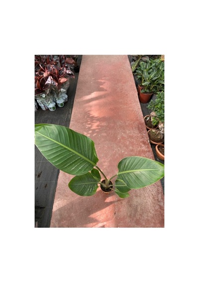 Starliçe Cennet Kuşu Strelitzia Nicolai 10-20 Cm