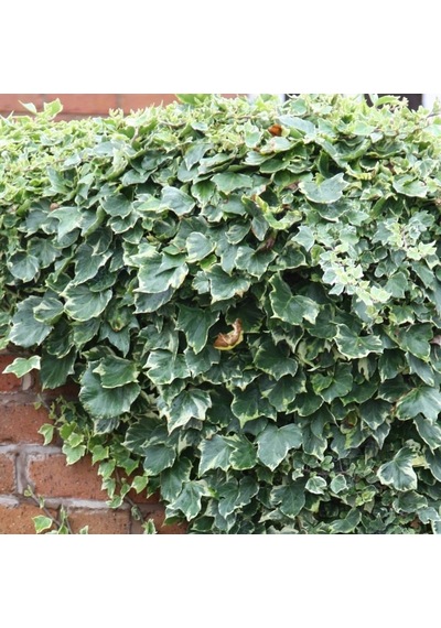 Alacalı Hedera – Orman Sarmaşığı 100 – 150 cm 4 Adet