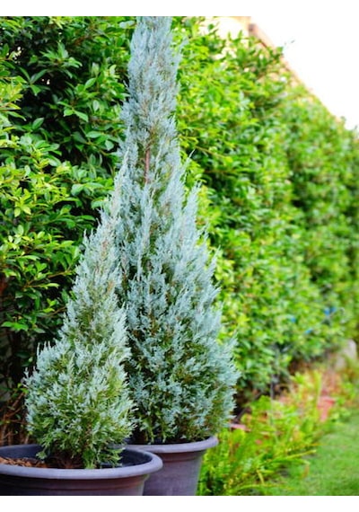 Videolu Mavi Servi Leylandi 1 Adet Saksılı/tüplü 30-60 Cm Cupressocyparis Leylandii