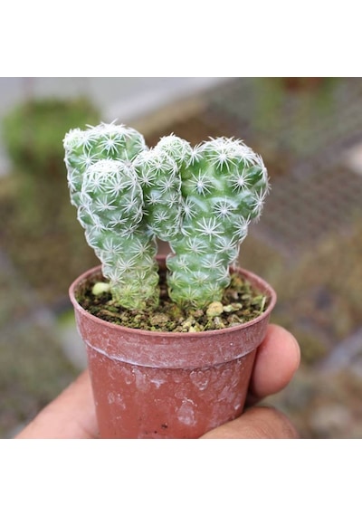 Mammillaria Gracilis Kartopu Kaktüs 5.5 Cm Saksıda