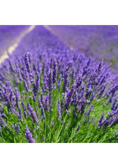 Lavandula Angustifolia Lavanta Çiçeği Tohumu 100 Adet N117488