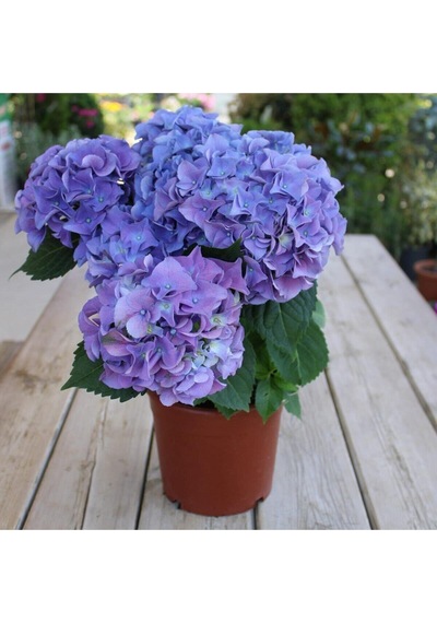 Videolu 1 Adet Ithal Mavi Çiçekli Ortanca Çiçeği 30-50 Cm Saksılı Çiçekli Bodur Bitkiler Hydrangea