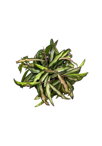 Hoya Wayetii 'tricolor' Mum Çiçeği