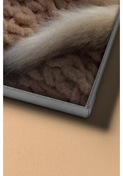 Webstyle Sayılarla Boyama Seti Kasnaklı Iki Yavru Kedi 40 X 50 Cm