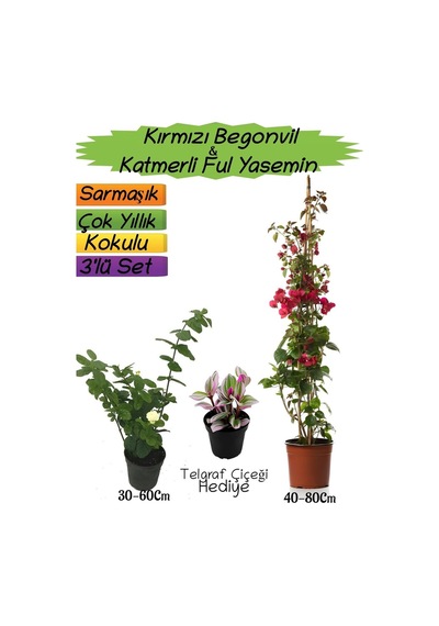Kırmızı Renk Begonvil+katmer Ful Yasemin+telgraf Çiçeği 3'lü Peyzaj Seti