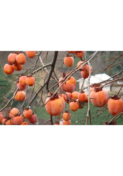 Çikolatalı Trabzon Hurması Diospyros Digyna "black Sapote" 2