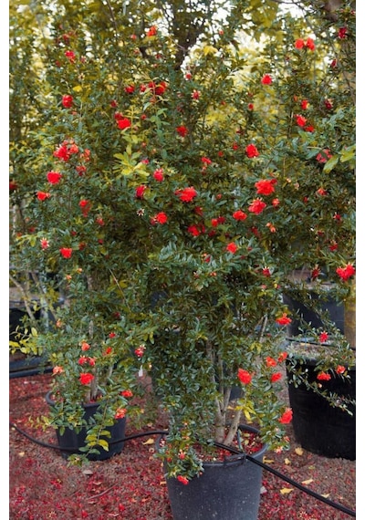 60-80 Cm Süs Narı, Çiçekli Ve Meyveli Ağaç