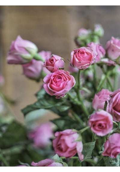 Videolu Pembe Yediveren Mis Kokulu 2 Adet Gül Fidanı 50-70 Cm Saksılı Pink Rose Sapling