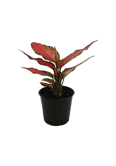 Aglaonema Red 12 Cm Saksıda