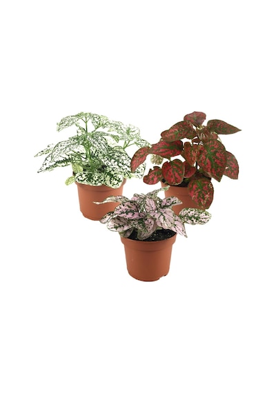 Hypoestes 3'lü Set (Hostes Çiçeği)  Ø8,5 CM 10-15 CM
