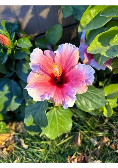Pembe Japon Gülü Çiçeği Fidanı 40-45 Cm Saksılı Dış Mekan Bitkileri "camellia Japonica
