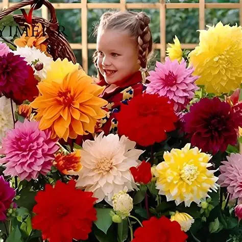54 Adet Bodur Yıldız Dahlia Çiçeği Yumrusu Karışık12 Renk .yumru Boyu 9 Cm . Yeni Mahsul.çiçekli Boyu 45 Cm.