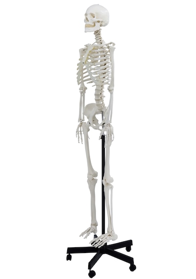 Gerçek Boyutlarında İnsan İskeleti Modeli, Sinir Sistemli -180 Cm - İskelet Maketi 01