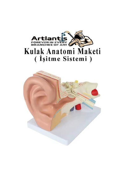 Kulak Anatomisi Modeli 1 Adet İnsan İşitme Sistemi Ses Anatomik Modeli Deney Bilim Tıbbi Model Kulak Maketi Masaüstü