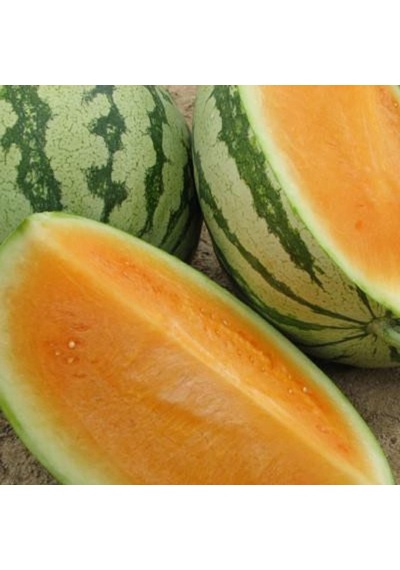 10 Adet Sweet Tendersweet Portakal Karpuz Tohumu