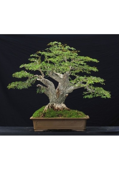 Bodur Bonsai Meşe Ağacı Tohumu Yetiştirme Kiti