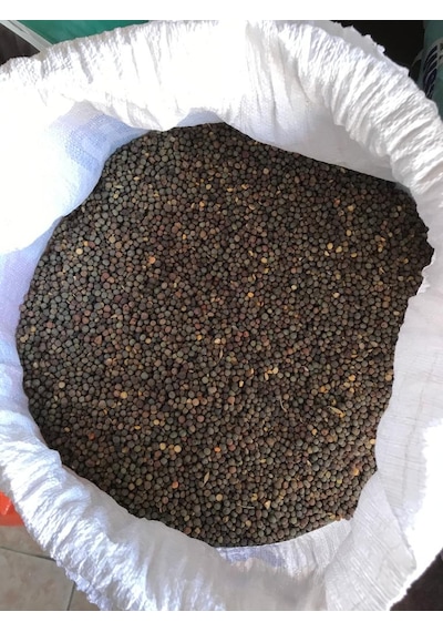 Macar Fiğ Tohumu 25 KG