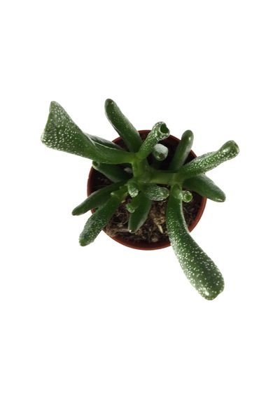 Crassula Ovata 'Golum' (Sukulent) Ø5,5 CM Y0-10 CM