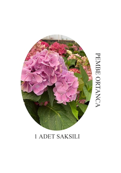 Pembe Renk Ortanca Çiçeği 1 Adet Saksılı/tüplü 20-30cm Çiçekli Bitki
