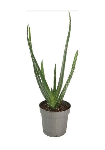 Canlı Aloevera Bitkisi 15 Cm