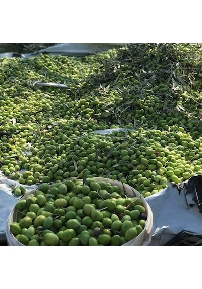 5x4 Metre Zeytin Sergeni Zeytin Toplama Örtüsü Fındık Fıstık Dut Toplama Filesi Beyaz Hasat Taban Örtüsü