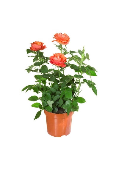 Videolu Minyatür Gül Fidanı 5 Adet Saksılı/ Tüplü 20-30cm Bahçe Bitkisi Rose