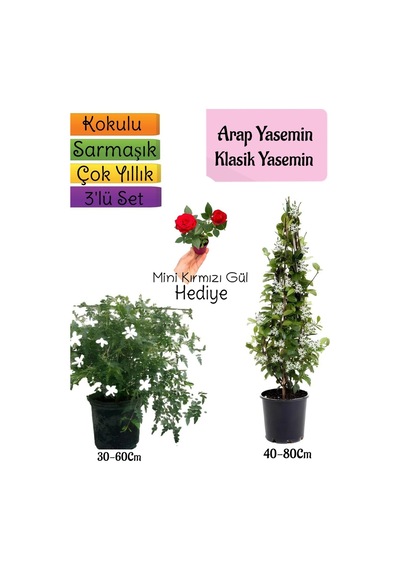 Kokulu Arap Yasemini+klasikyasemin+mini Gül 3'lü Bahçe Seti