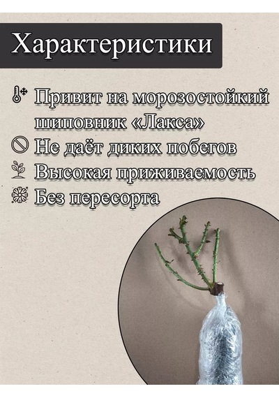 "chernaya Magia" Gül Fidanı