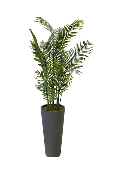 Cihan Çiçekçilik Areka 15 Yaprak 200 Cm 70x35 Özel Tasarım Saksı Yeşil