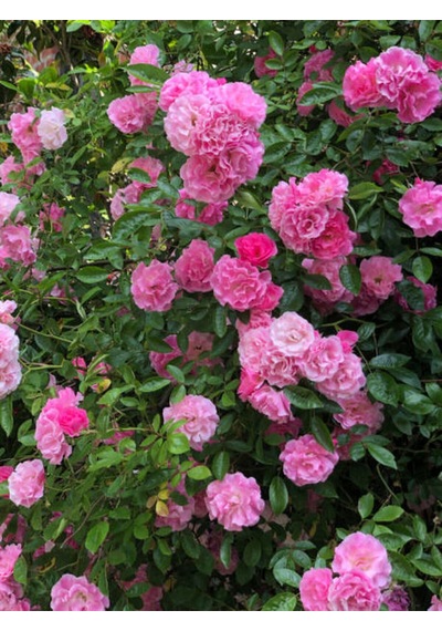 Videolu Pembe Kokulu 1 Adet Isparta Gül Fidanı Saksılı 50-75cm Isparta Pink Rose Sapling