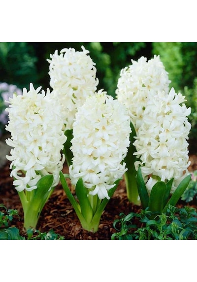 Beyaz White King Sümbül Soğanı 3 Adet