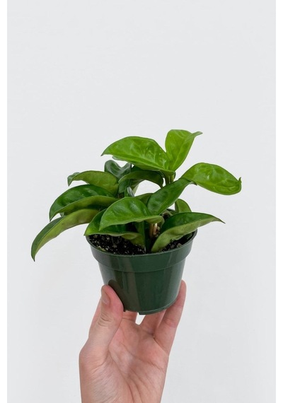 Mum Çiçeği Kırmızı 15-20 Cm 1.kalite Özel Ürün