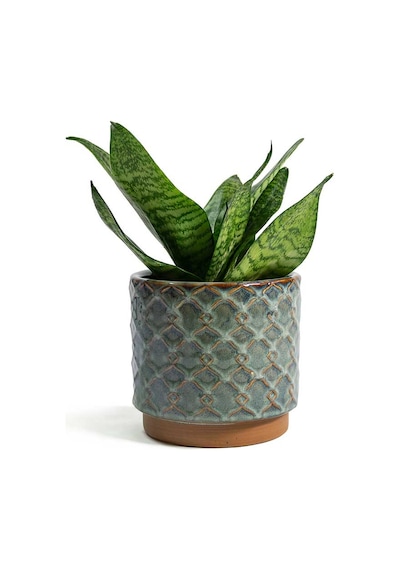 Yeşil Paşa Kılıcı – Sansevieria Hahnii 15-20 cm