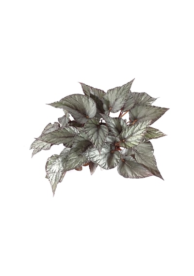 Begonia Rex 'Arctic Breeze' (Begonya Çiçeği) Ø12 CM Y25-30 CM