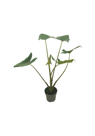 Alocasia Zebrina Fil Kulağı Ø17 Cm Y50-60 Cm