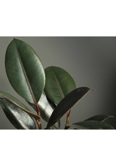 Kauçuk Bitkisi Ficus Elastica 2 Adet 2131