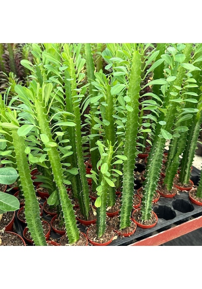 Sınırlı Üretim Euphorbia Trigona Green - Afrika Süt Ağacı Kaktüsü 5.5lik Saksıda, 18 Cm Ve Üzeri Boyda