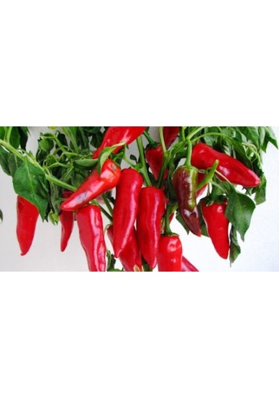 Yerli Orta Acı Maraş Biberi Tohumu 25 GR Ort 3000 Ad Tohum