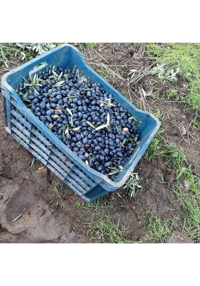 Gemlik Sofralık Siyah Zeytin L 4kg
