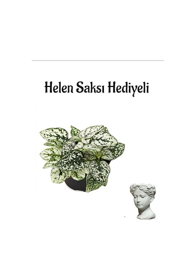 Zarif Yapraklı Beyaz Renk Hostes Çiçeği Sevgililer Gününe Özel Helen Saksı Hediyeli