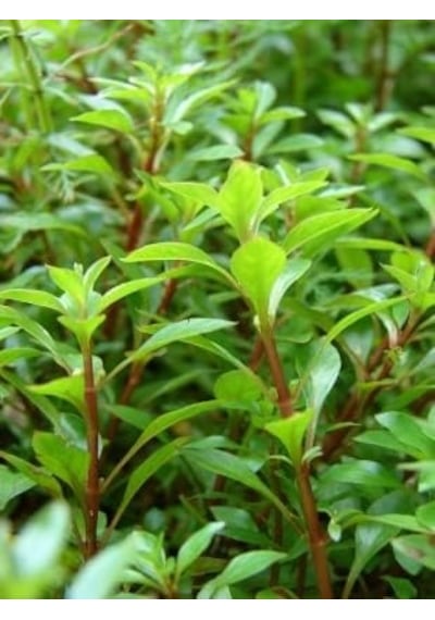 Ayrex Ludwigia Green 5 Dal Kusursuz Form Akvaryum Bitkisi Canlı Bitki