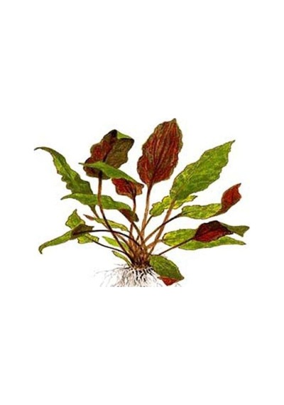 Akvaryum Bitkileri Cryptocoryne Wendtii Brown Saksı Canlı Bitki Diğer
