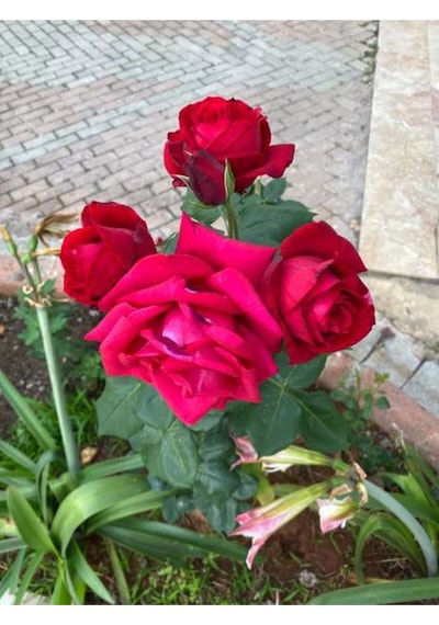 Özel Seri Gül Fidanı Kırmızı Renk 30 40 Cm 1 Adet Aşılı Gül Red Rose