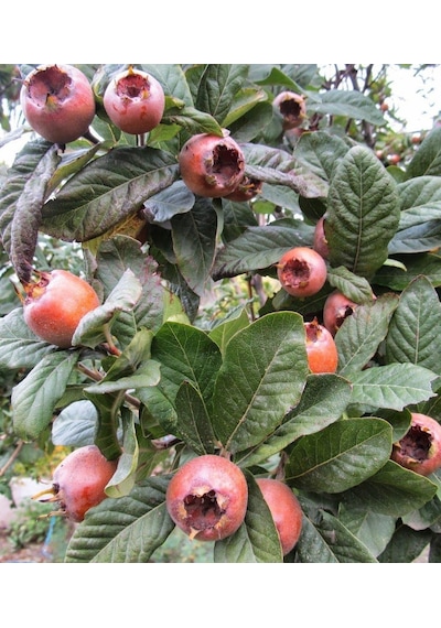 Muşmula Döngel 150-200 Cm Tüplü
