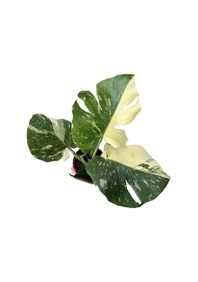 Monstera Deliciosa 'thai Constellation' Deve Tabanı