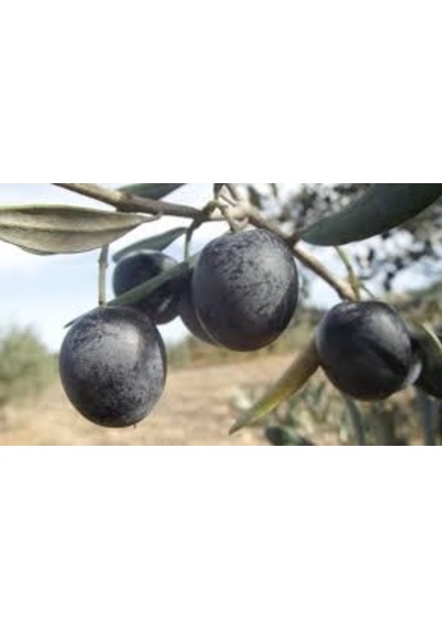 Bursatarım Gemlik Zeytin Fidanı tüplü/saksılı